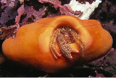 美少女格斗《幻象破坏者OMNIA》公布咲畑梨深视频